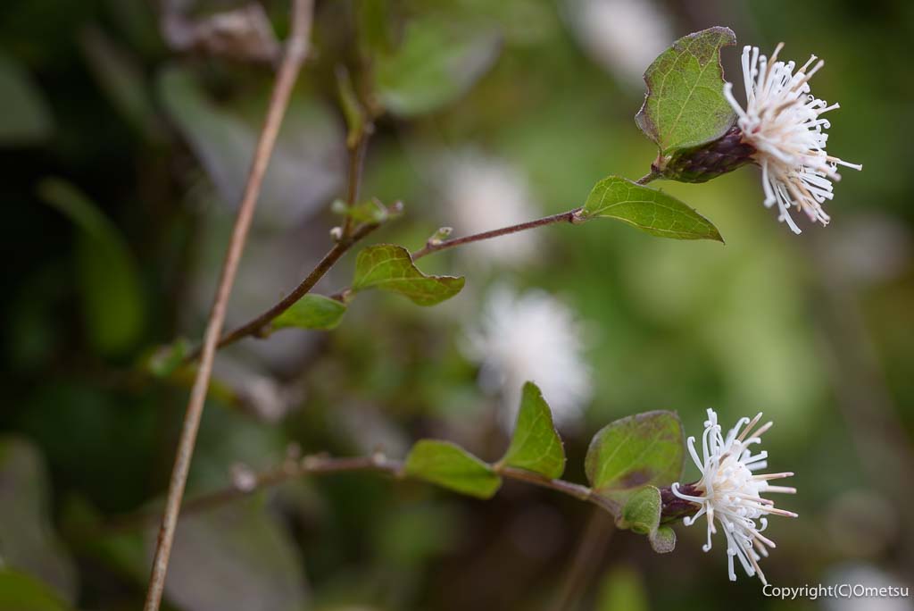 青梅市・岩蔵温泉の、コウヤボウキ