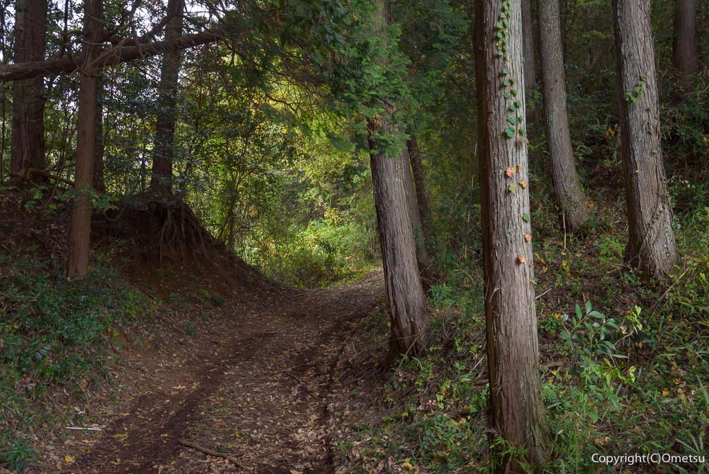 青梅市・岩蔵温泉の、大岩付近の林道