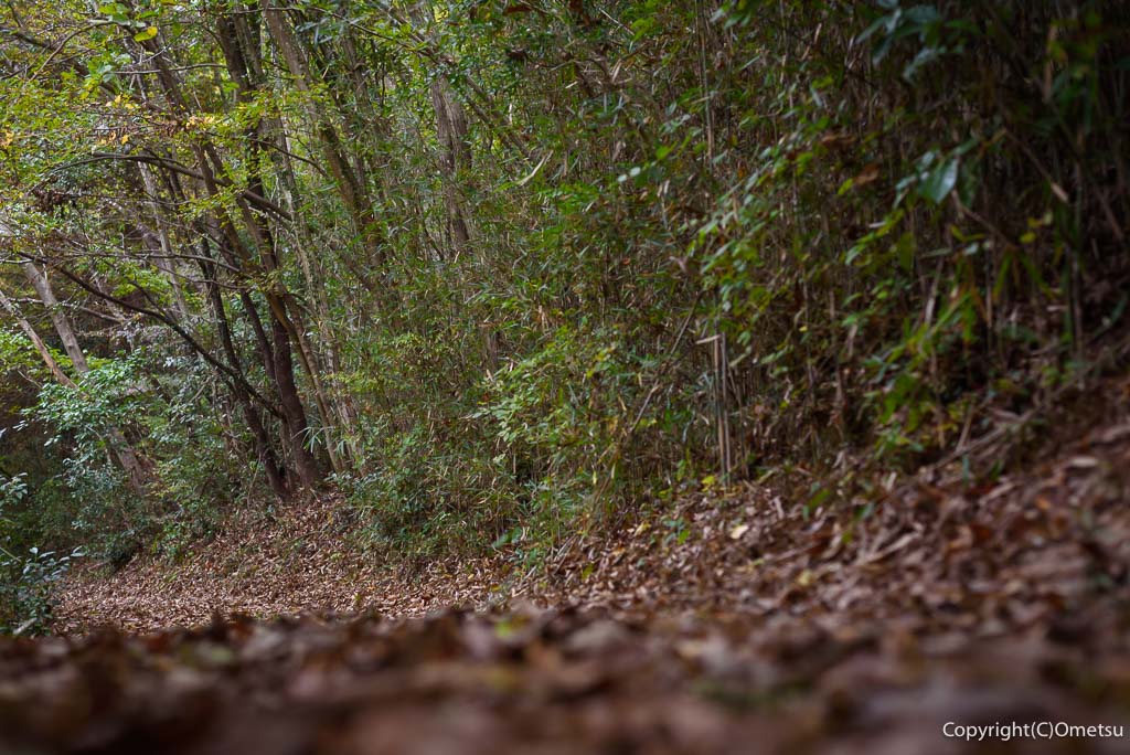 青梅市・岩蔵温泉の、大岩付近の、落ち葉の道
