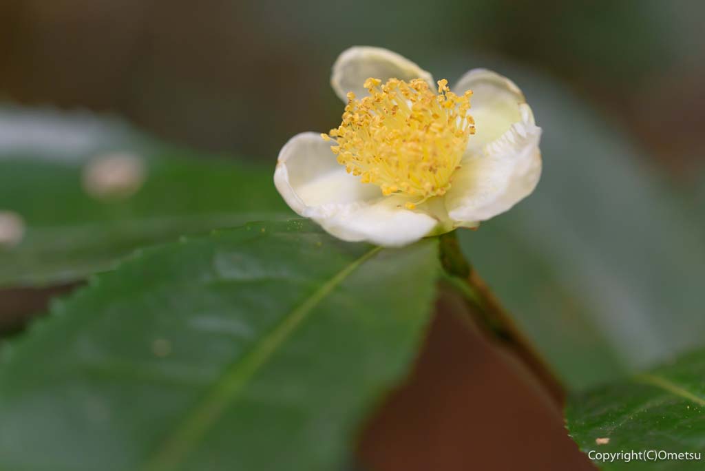 青梅市・岩蔵温泉の、お茶の花