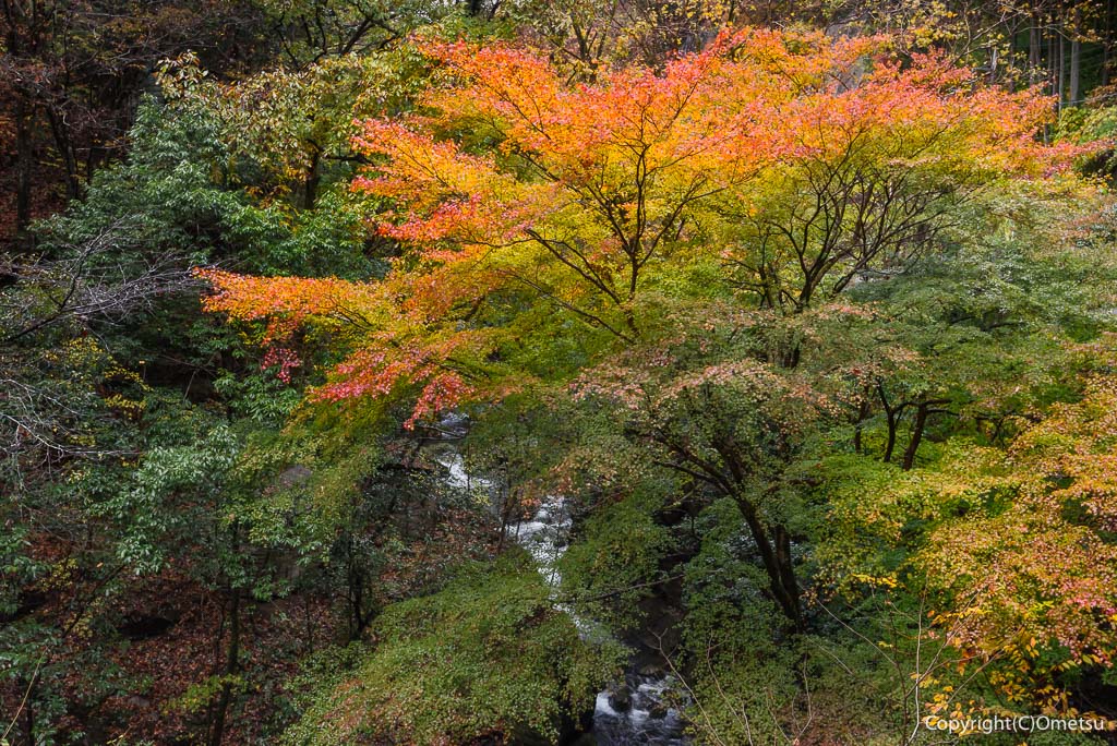 檜原村・神戸川の紅葉