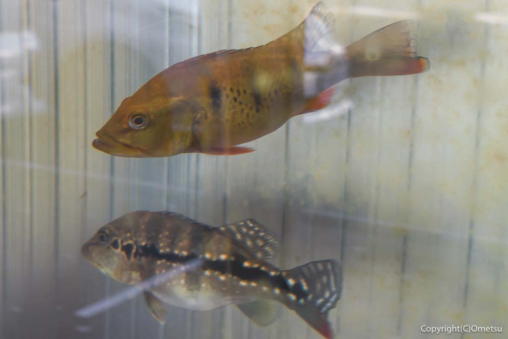 青梅市のカフェ「コーヒーとおやつ Capital」の水槽のピーコックバス