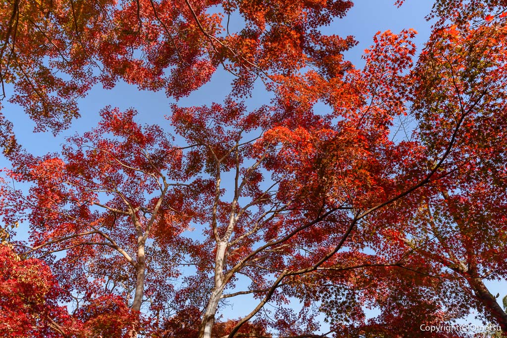 青梅市・玉泉寺の、紅葉