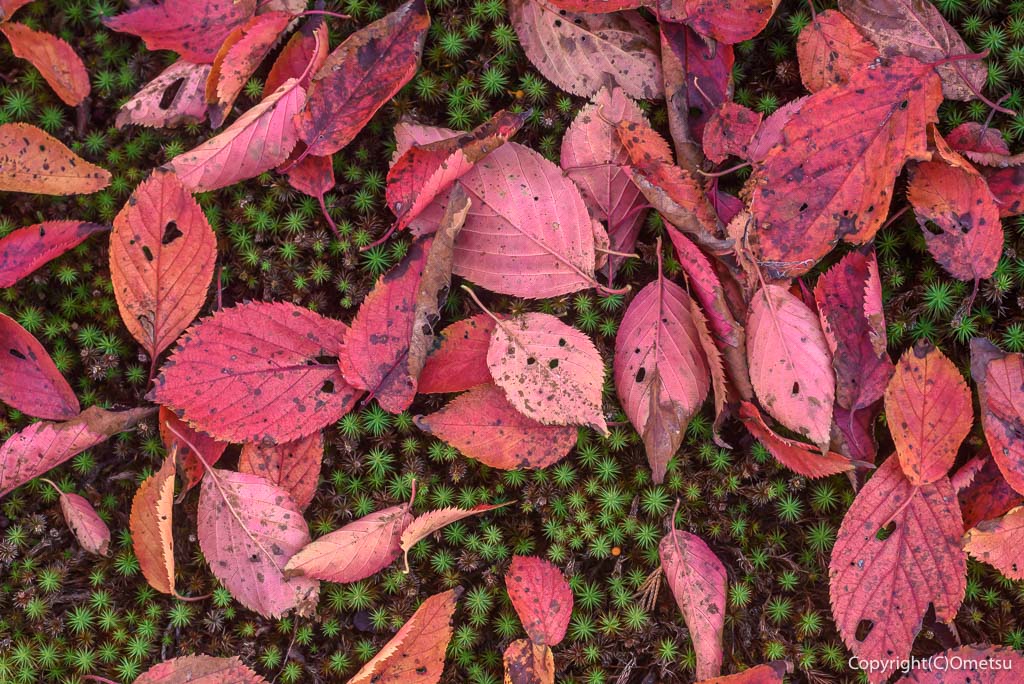 青梅市・玉泉寺の、桜の落ち葉と苔