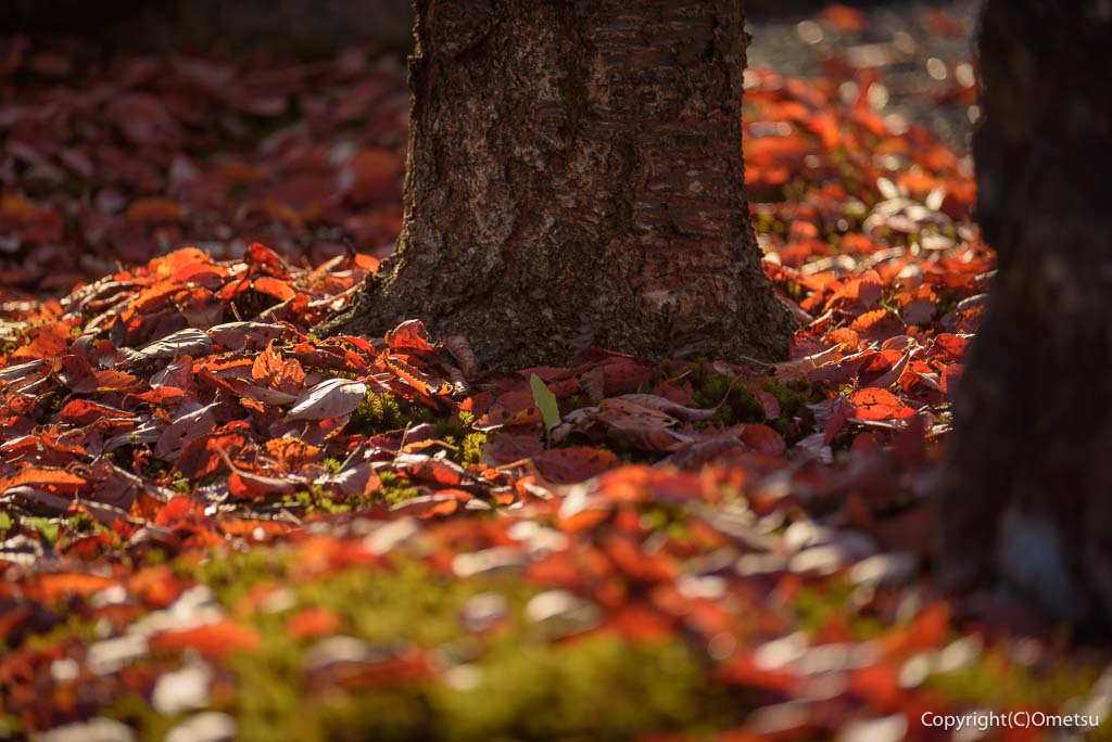 青梅市・玉泉寺の、桜の落ち葉