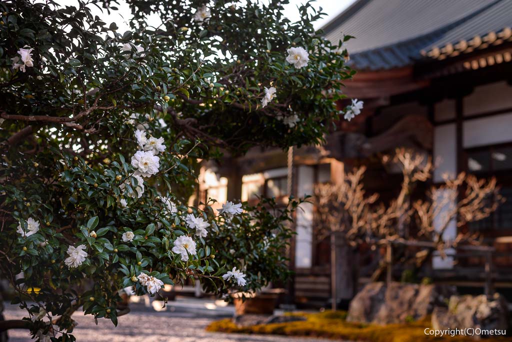 青梅市・玉泉寺の、サザンカ