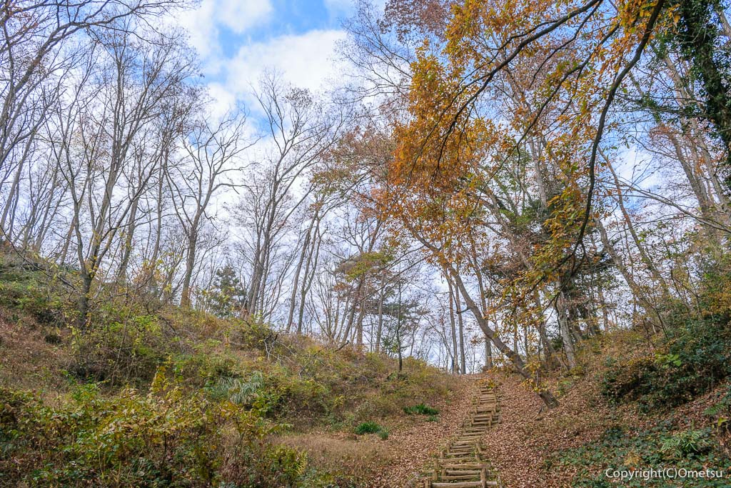青梅市・青梅の森の雑木林