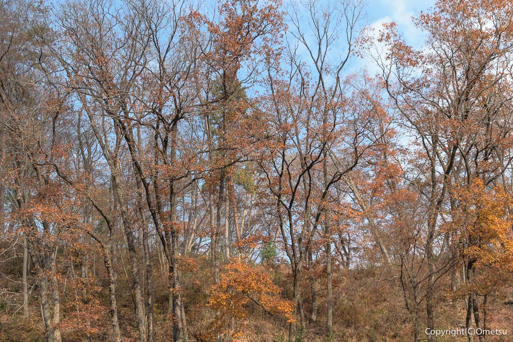 青梅市「風の子 太陽の子広場」の雑木林