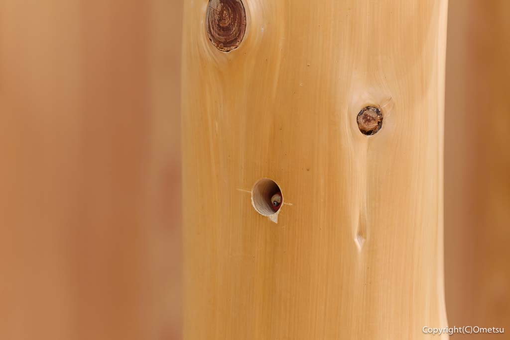 「檜原 森のおもちゃ美術館」の館内の、丸太の森の、穴