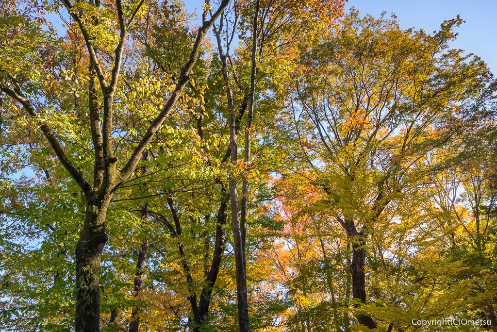 羽村市・小作緑地公園の、雑木林