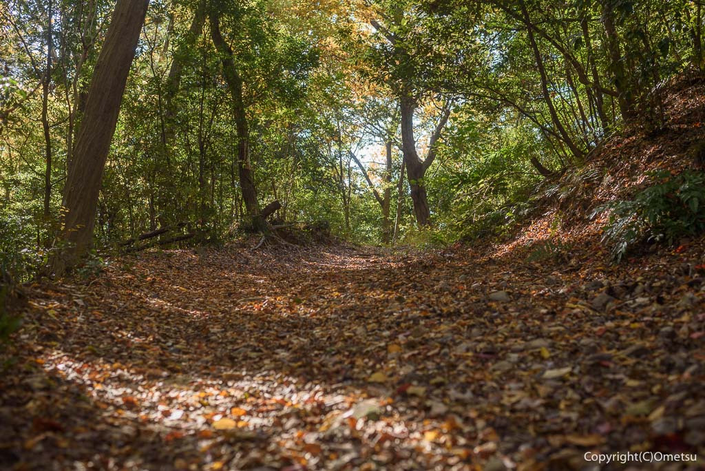 青梅市・友田の、雑木林の、落ち葉の道