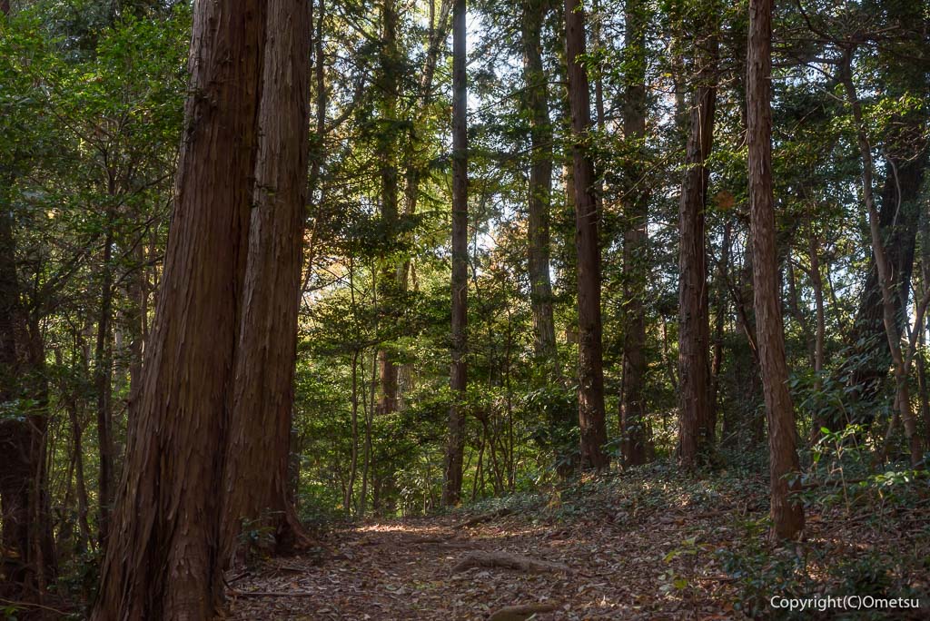 青梅市・友田の、針葉樹の道