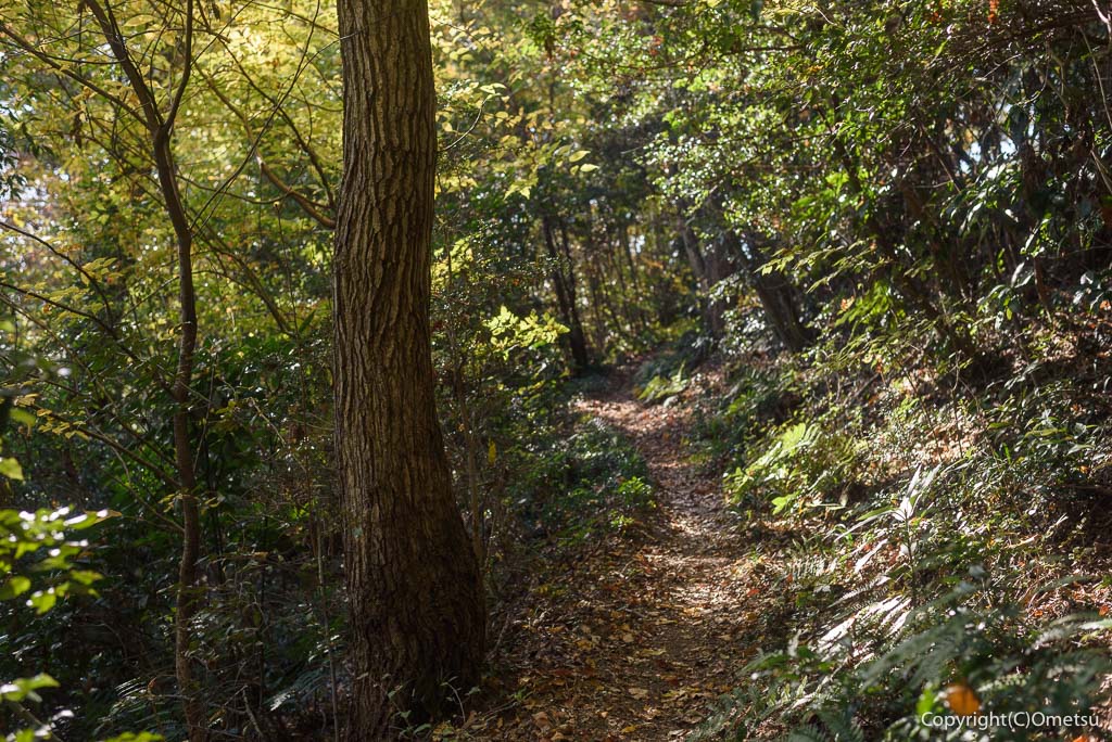青梅市・友田の、林の道
