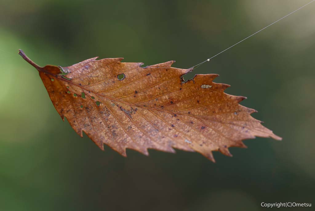 青梅市・友田の、落ち葉と、蜘蛛の糸