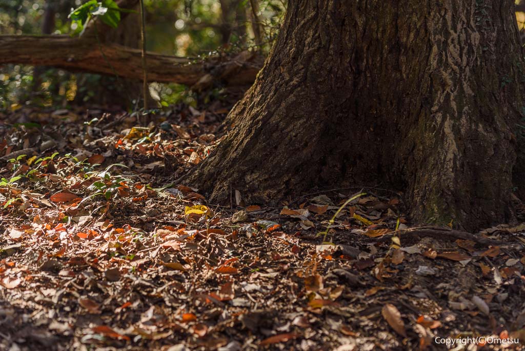 青梅市・友田の、落ち葉