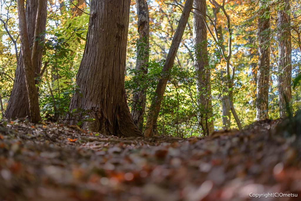 青梅市・友田の、落ち葉の道