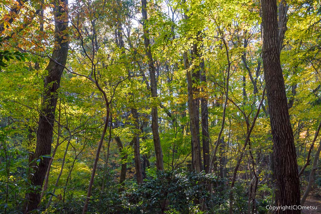 青梅市・友田の、雑木林
