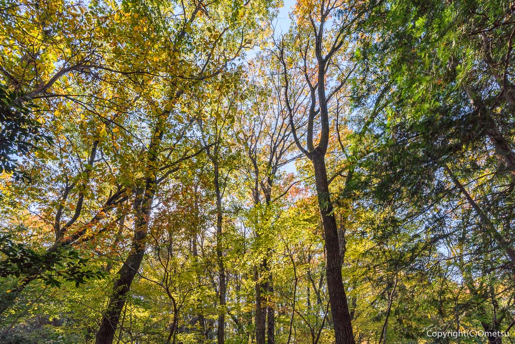 青梅市・長渕の、雑木林