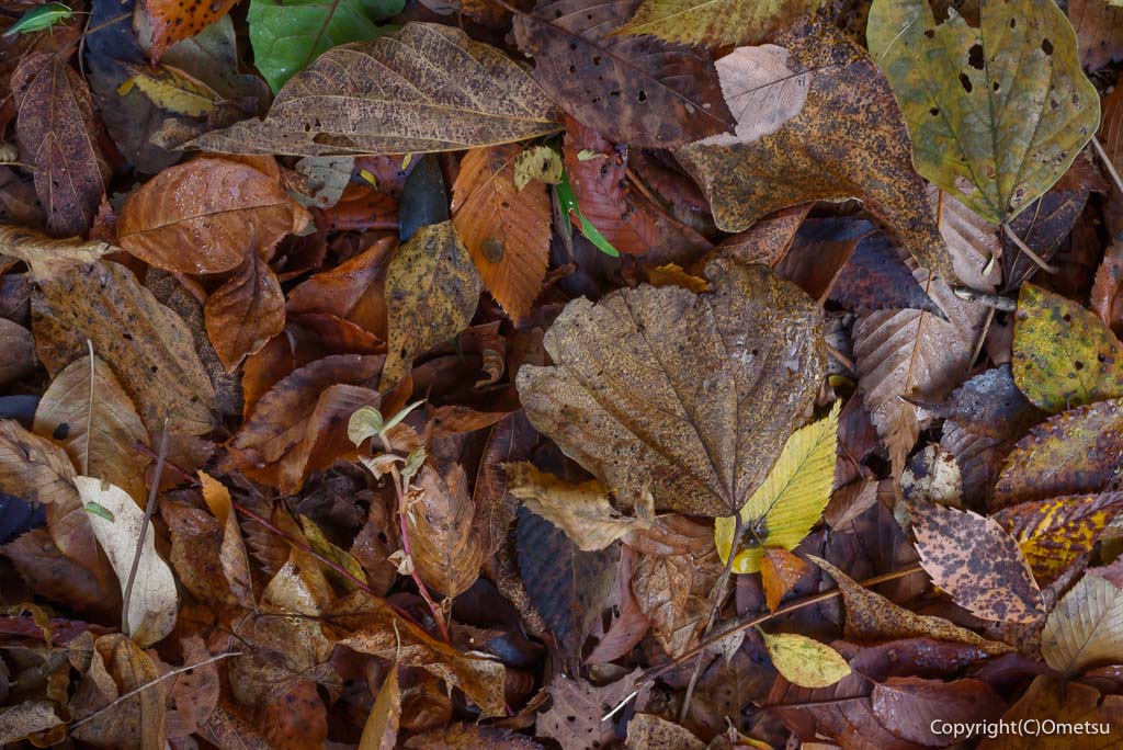 落ち葉の、紅葉