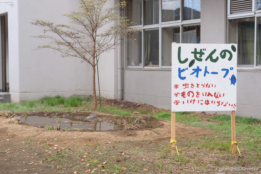 青梅市立霞台小学校の、ビオトープ