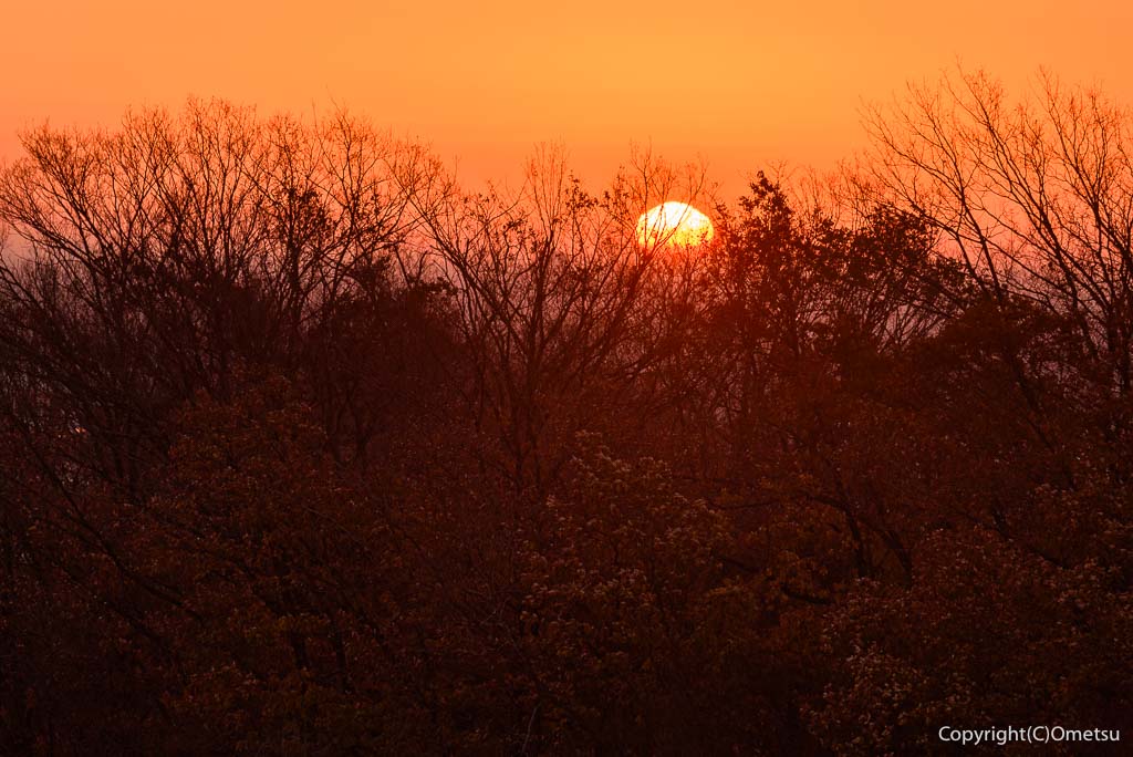 「青梅の森」の日の出