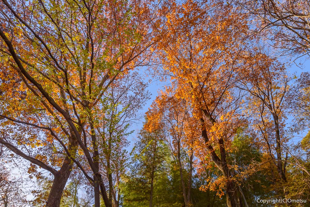 青梅市・大塚山公園の、雑木林の紅葉