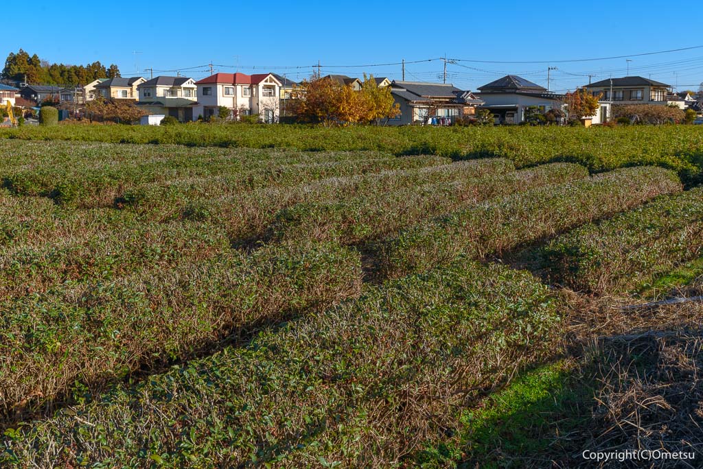 青梅市・野上付近の、茶畑と、新興住宅地