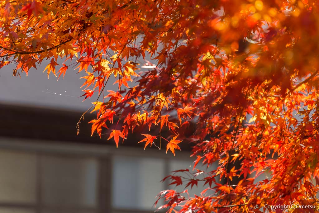 青梅市・報恩寺の、紅葉