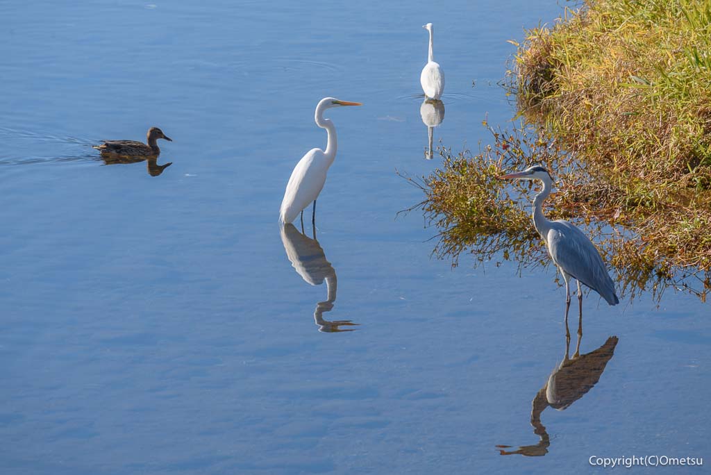 埼玉県・入間市の、霞川の、ダイサギとアオサギ