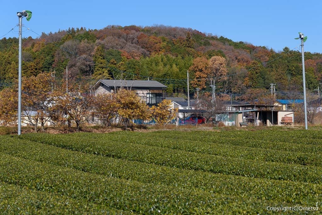 埼玉県・入間市、茶畑と、加地丘陵