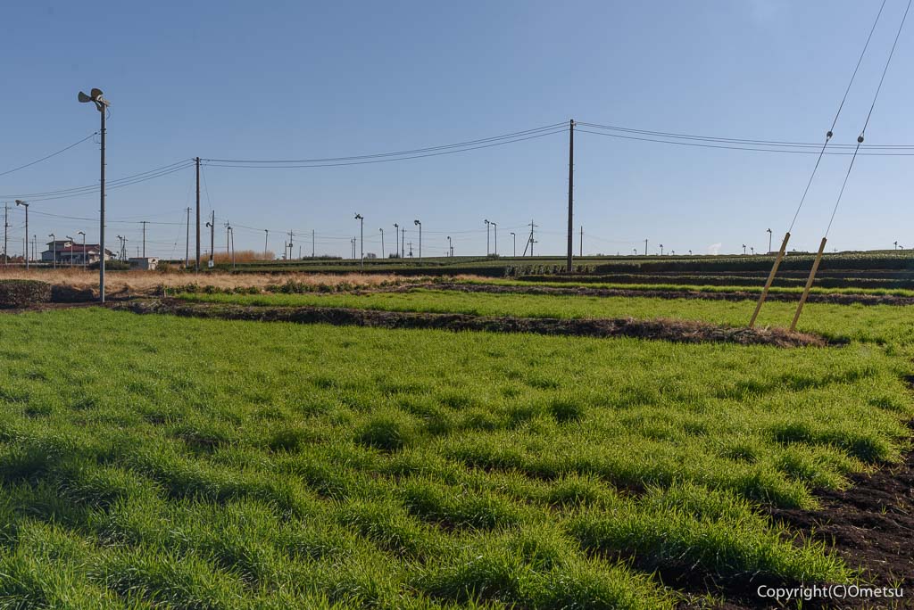 埼玉県・入間市の、霞川近くの、茶畑