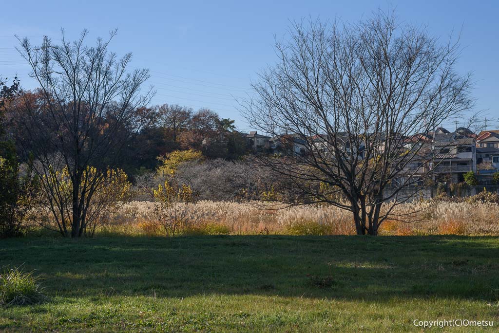 埼玉県・入間市の、霞川近くの国有地