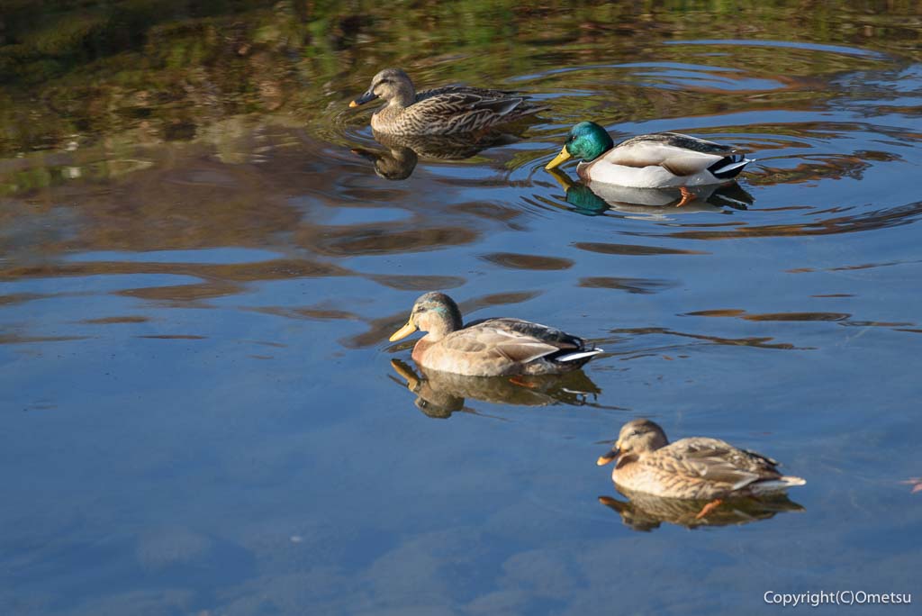 埼玉県・入間市の、霞川の鴨