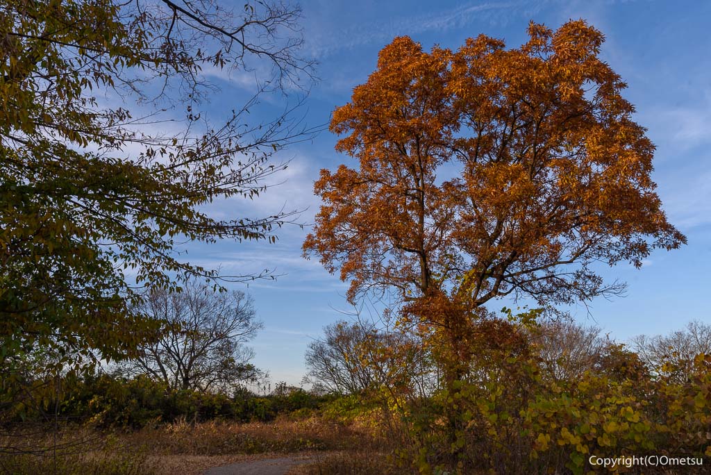 埼玉県・入間市の、霞川合流点付近の河原の木