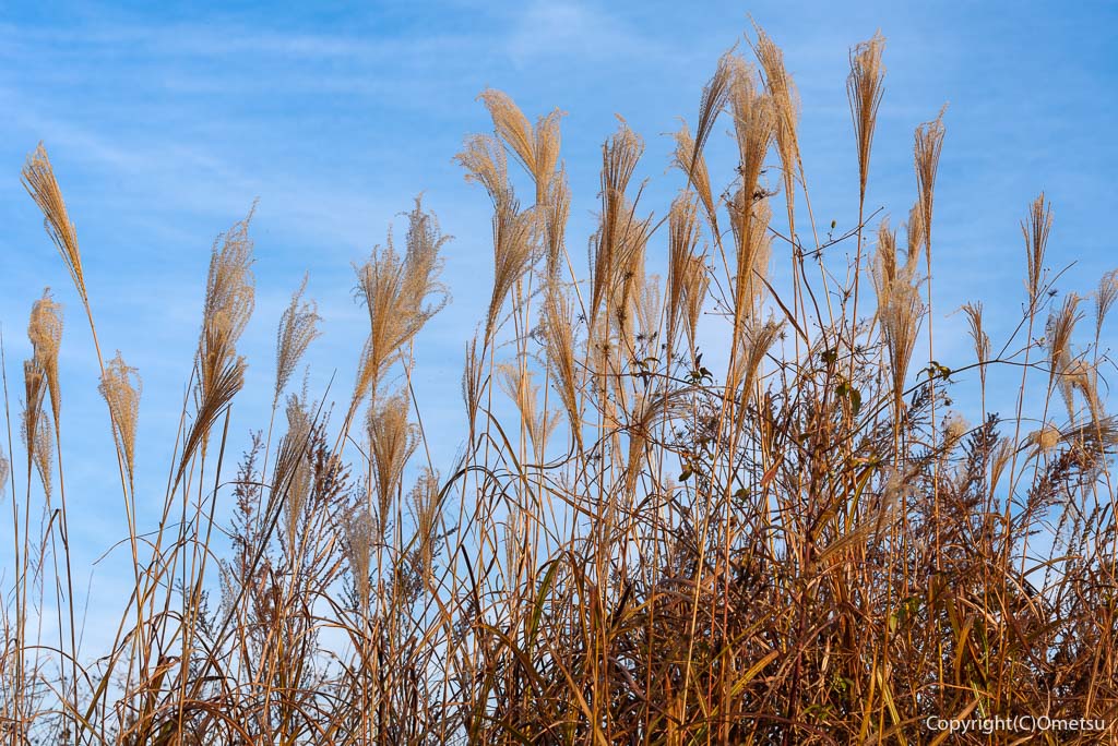 埼玉県・入間市の、霞川の、ススキ