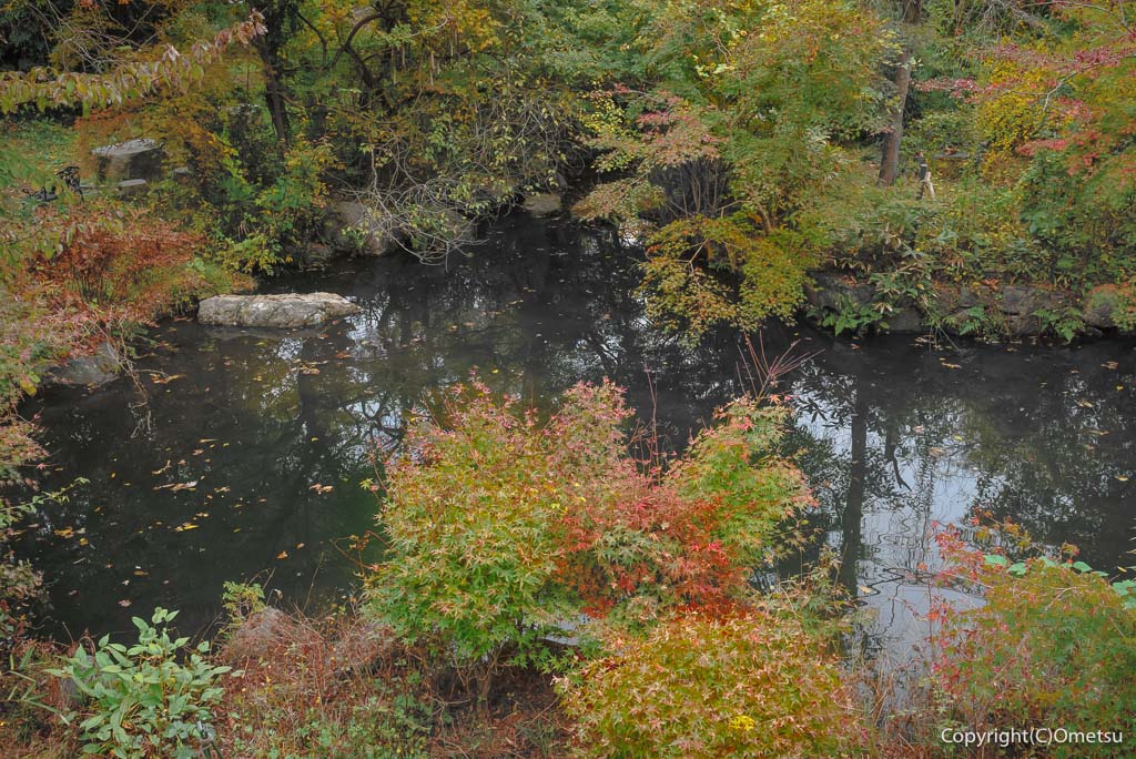 青梅市・岩蔵温泉のカフェ、CAFE YUBAの、庭の池