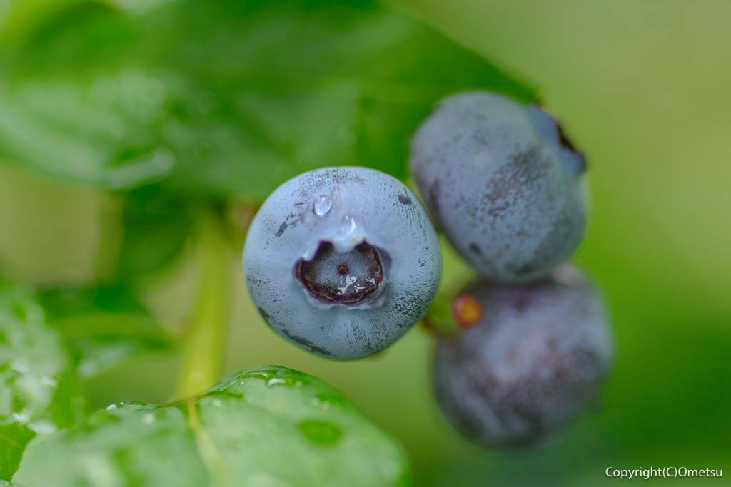 道の駅 川場田園のブルーベリー畑
