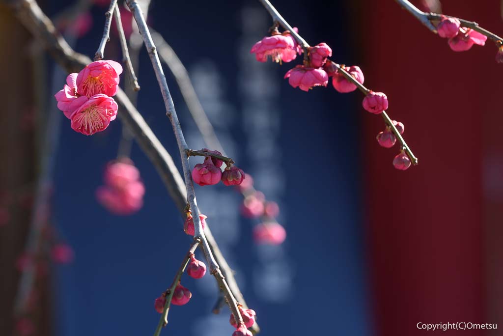 青梅の蕎麦店「生粉打ち 六花」の、梅