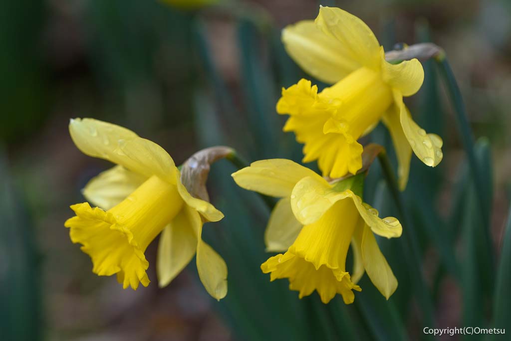 青梅市・吉野梅郷の「梅の公園」の、スイセン