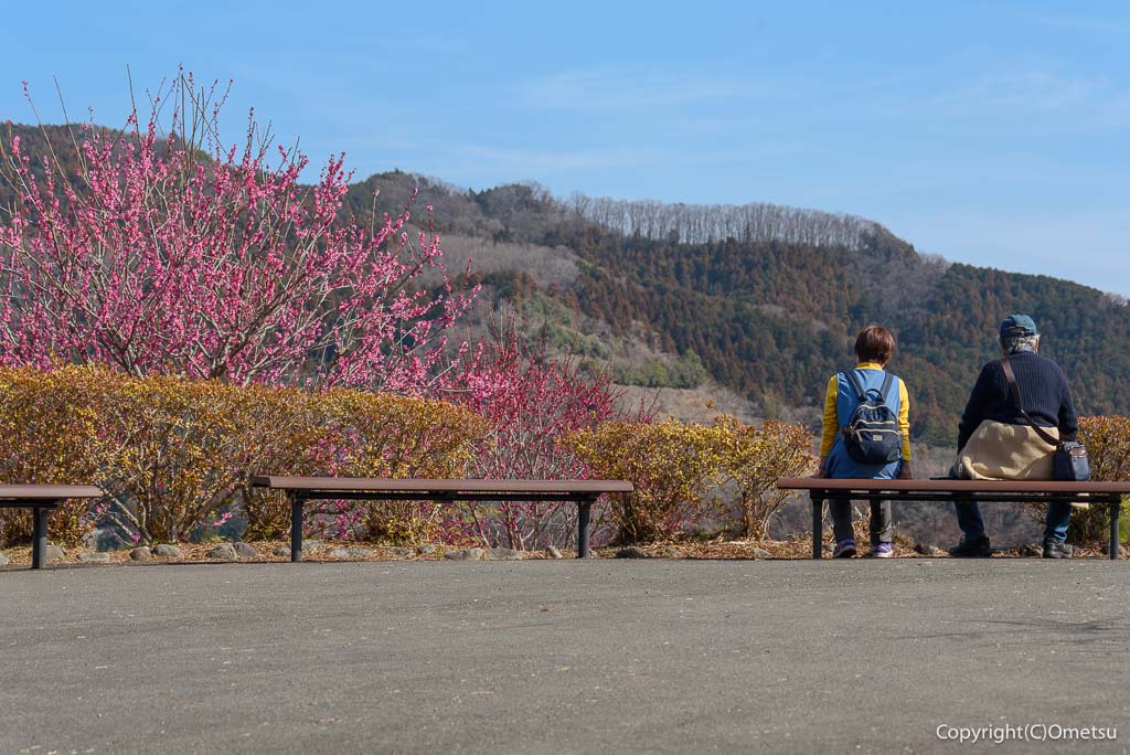青梅市・吉野梅郷の「梅の公園」の展望とベンチ