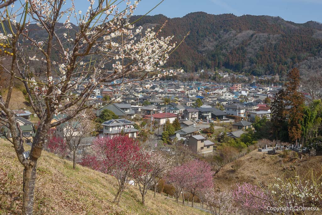 青梅市・吉野梅郷の「梅の公園」の展望と、梅の花