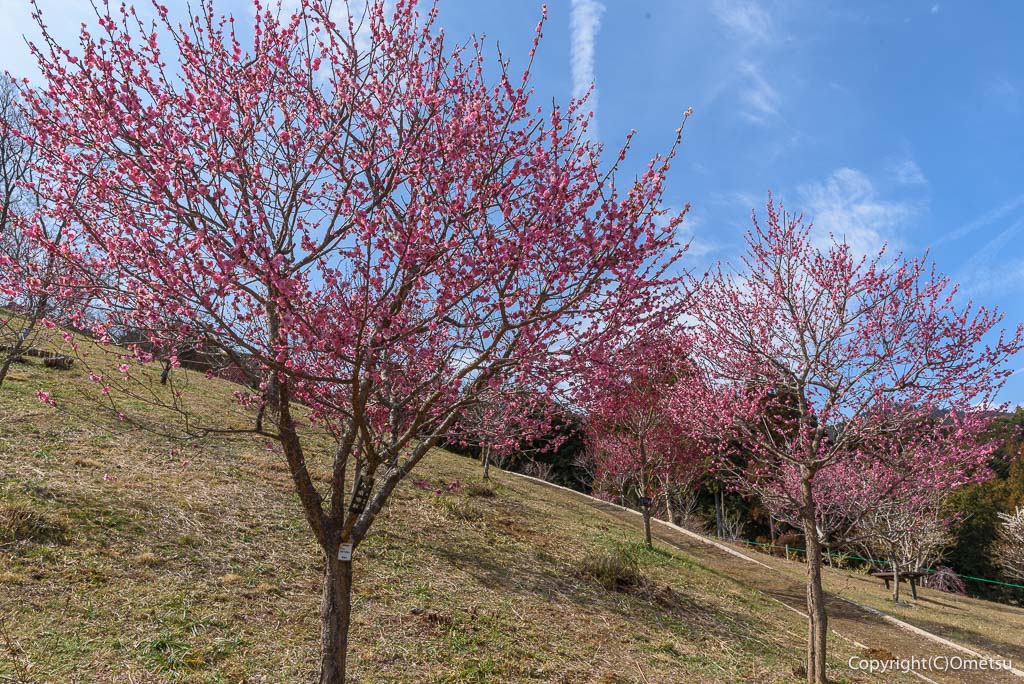 青梅市・吉野梅郷の「梅の公園」の紅梅