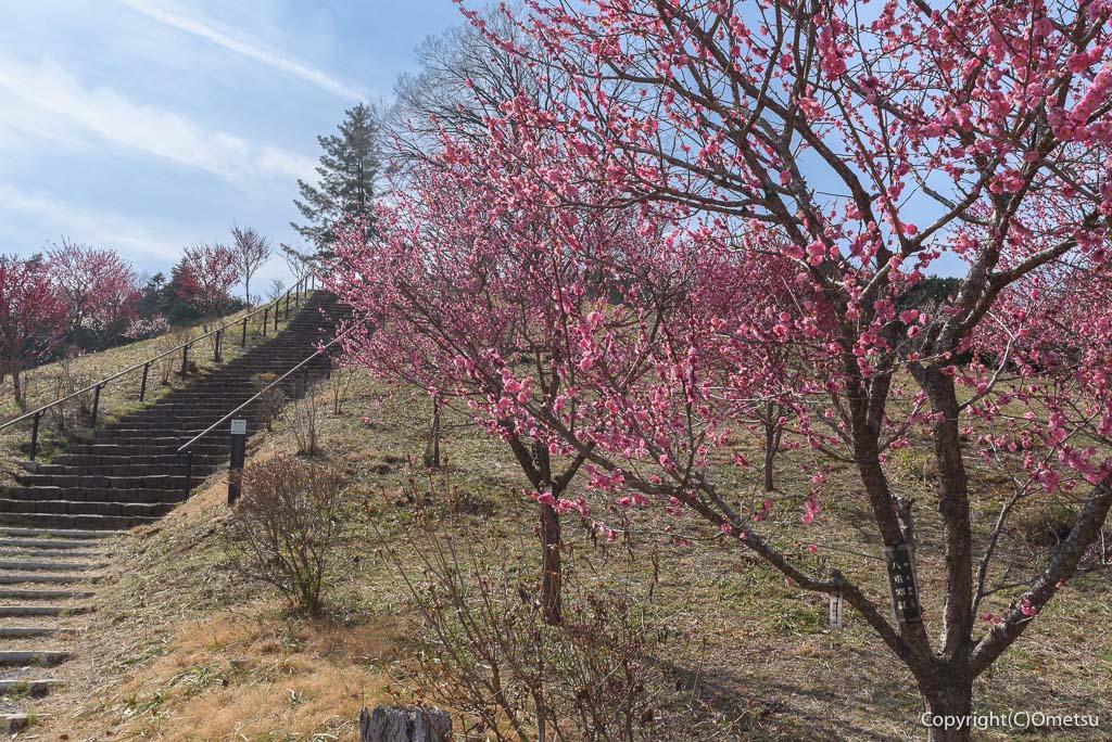 青梅市・吉野梅郷の「梅の公園」の階段と梅