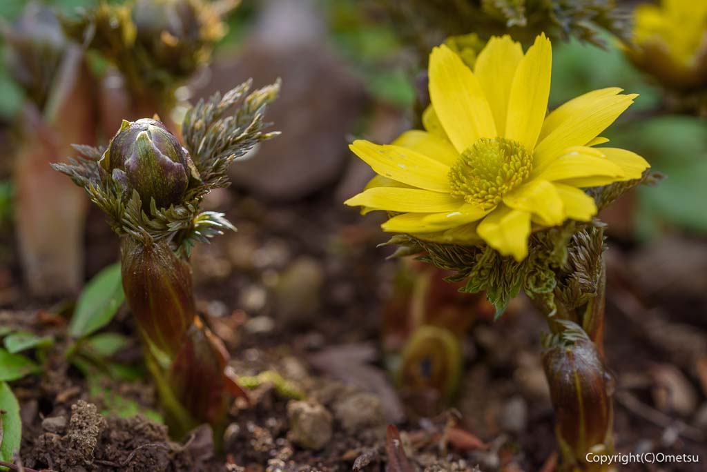 青梅市・吉野梅郷の「梅の公園」の、フクジュソウ