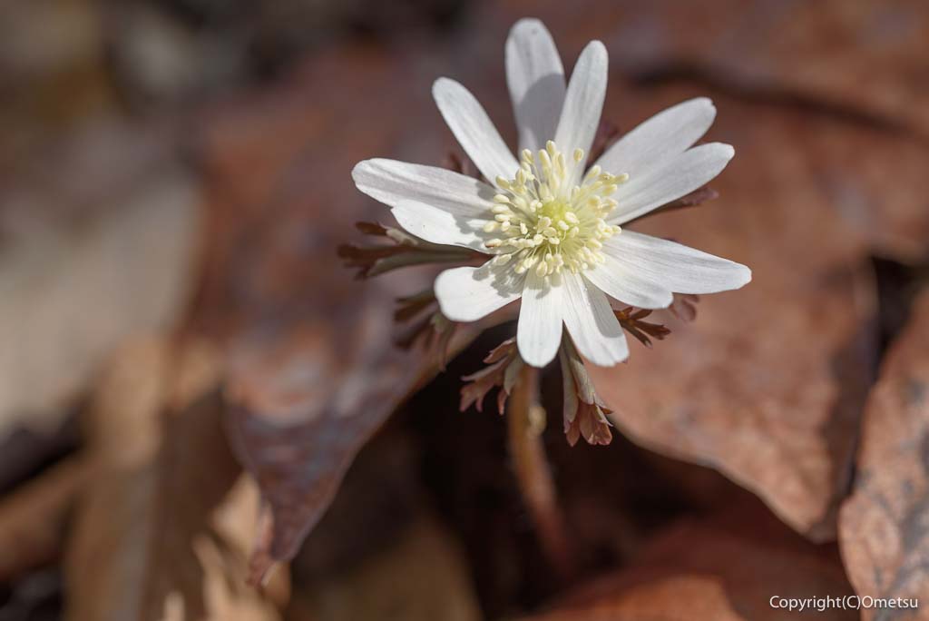 青梅市・吉野梅郷の「梅の公園」の、アズマイチゲ