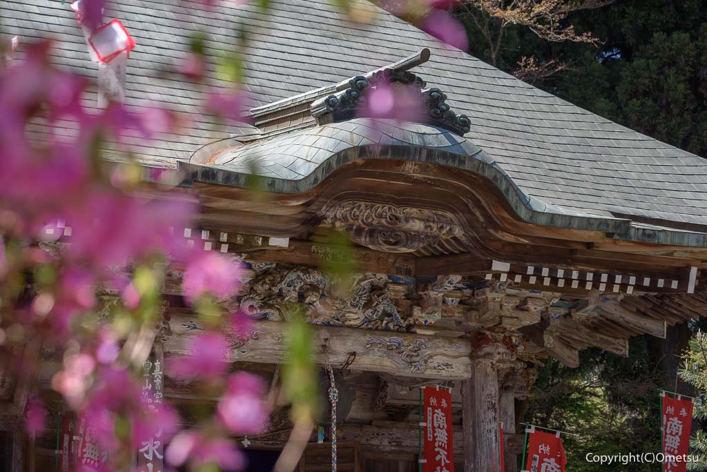 青梅市・高水山、常福院・不動堂とツツジ