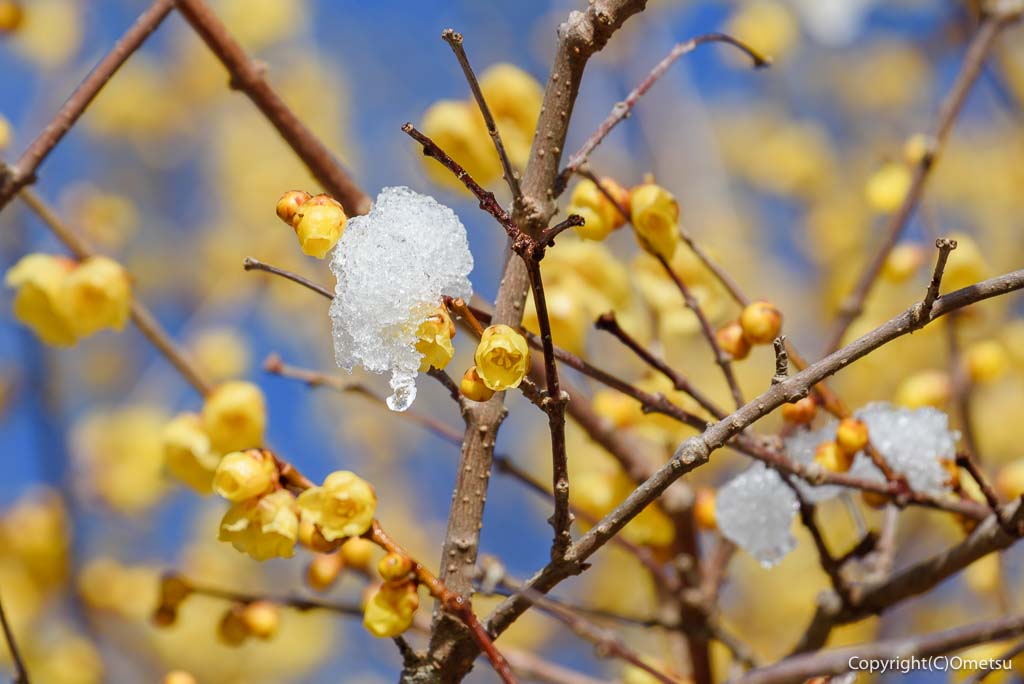 青梅・御岳山、雪とロウバイ