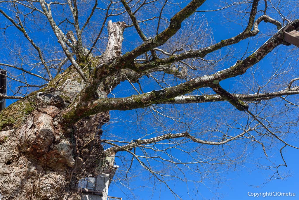 青梅・御岳山、神代ケヤキ