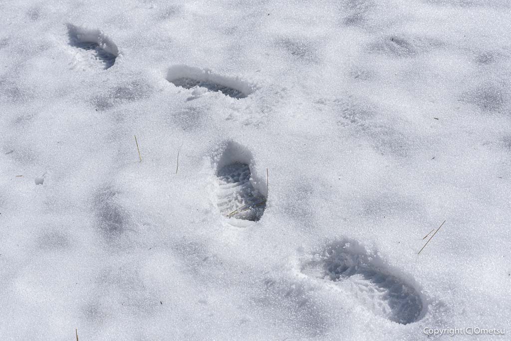 雪の足跡