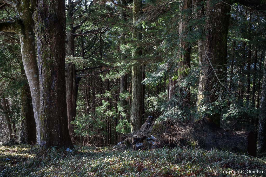 青梅・御岳山、長尾平の森